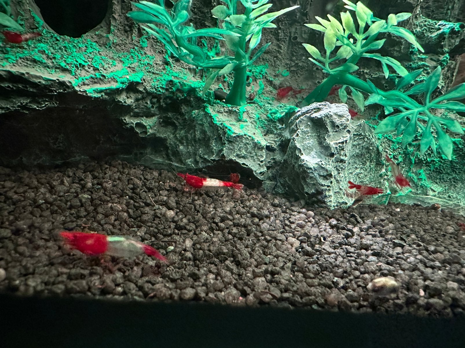Neocaridina Davidi rilli red, Kreeft, Krab of Garnaal, Zoetwatervis, Schoolvis