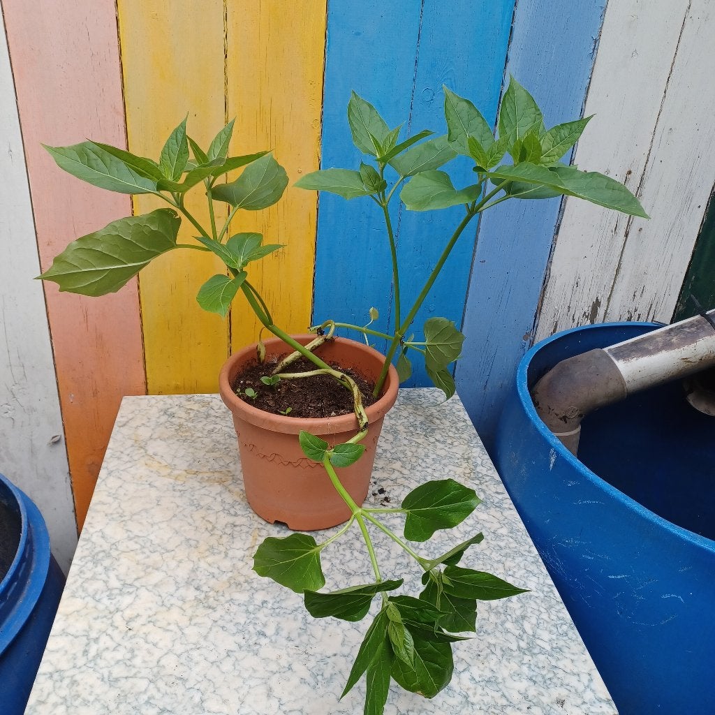 Mirabilis jalapa 30 cm, Jardin & Terrasse, Enlèvement, Plante fixe, Autres espèces, Plein soleil