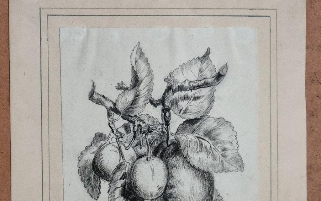 Antieke tekening pruimen aan een tak - tekenstudie 19e eeuw, Ophalen, Tekening, Potloodtekening, Origineel