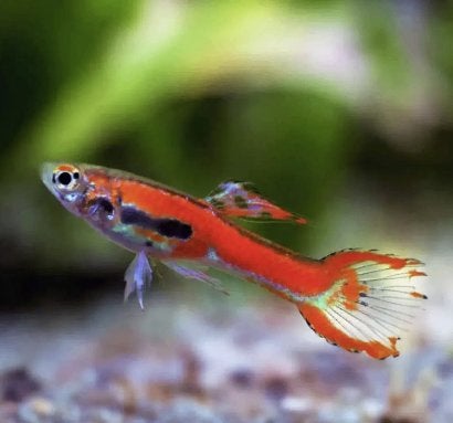 Gratis visjes - Endler Red Scarlet, Animaux & Accessoires, Poissons | Poissons d'aquarium, Poisson, Poisson d'eau douce, Banc de poissons