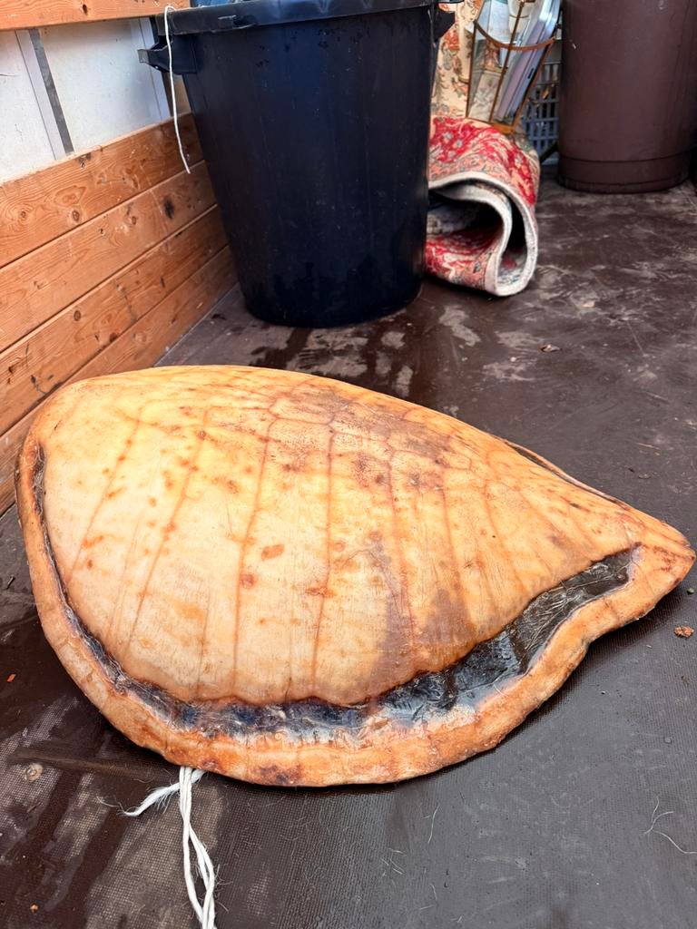 Zeeschildpad schild, Antiek en Kunst, Ophalen of Verzenden