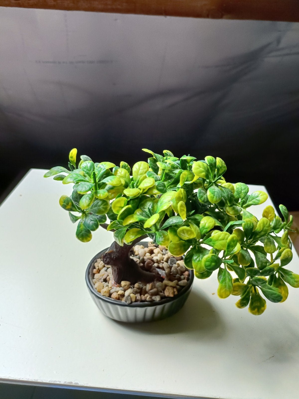 nep bonsai, Jardin & Terrasse, Plantes | Jardin, Enlèvement
