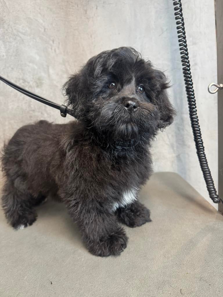 Super mooi Lhasa Apso x Poedel reutje beschikbaar, Particulier, Chien (mâle), Caniche, Belgique