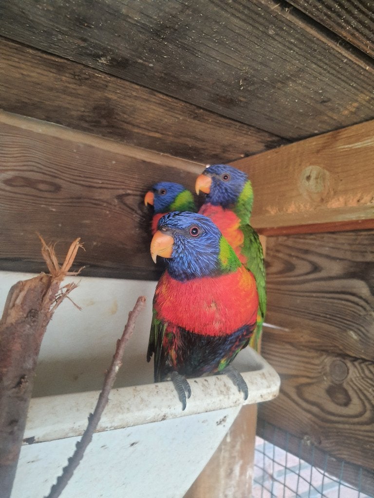9 lori's van blauwe bergen 3 koppels + 3 poppen (DNA), Dieren en Toebehoren, Meerdere dieren, Papegaai