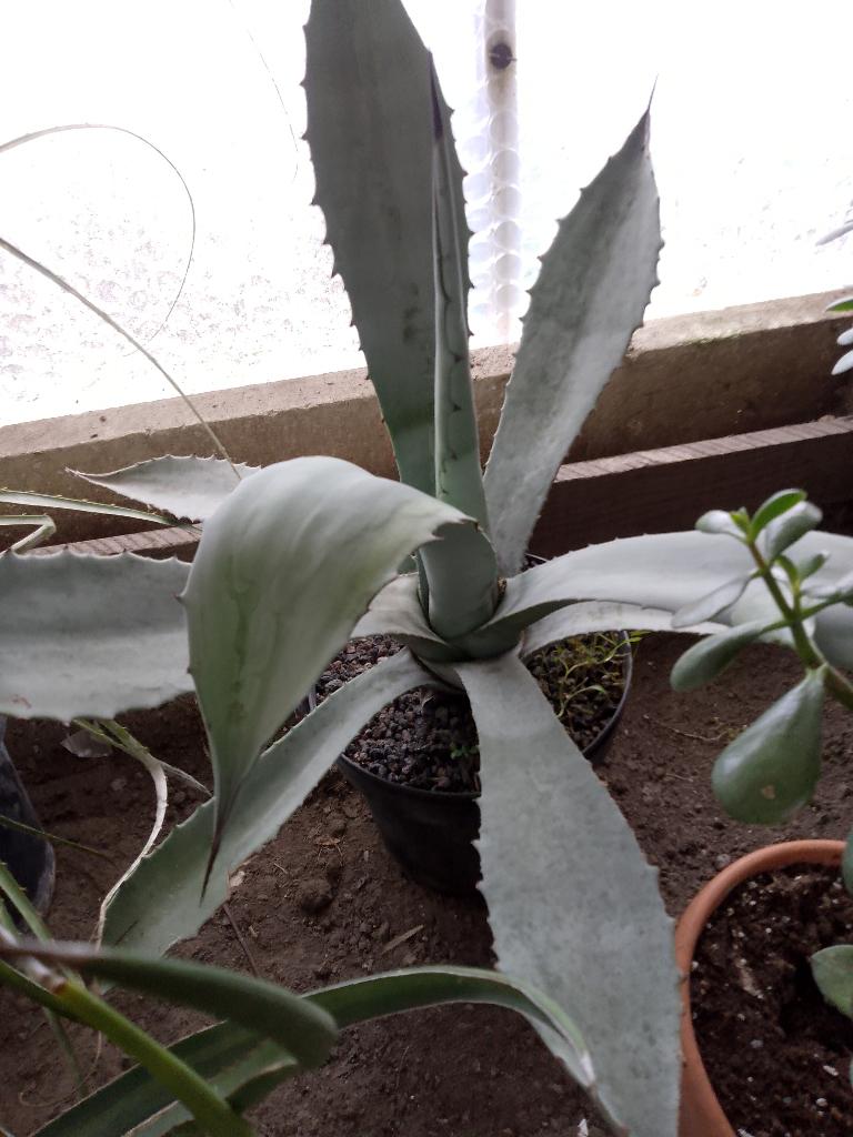 Agave Franzosinii, Ophalen