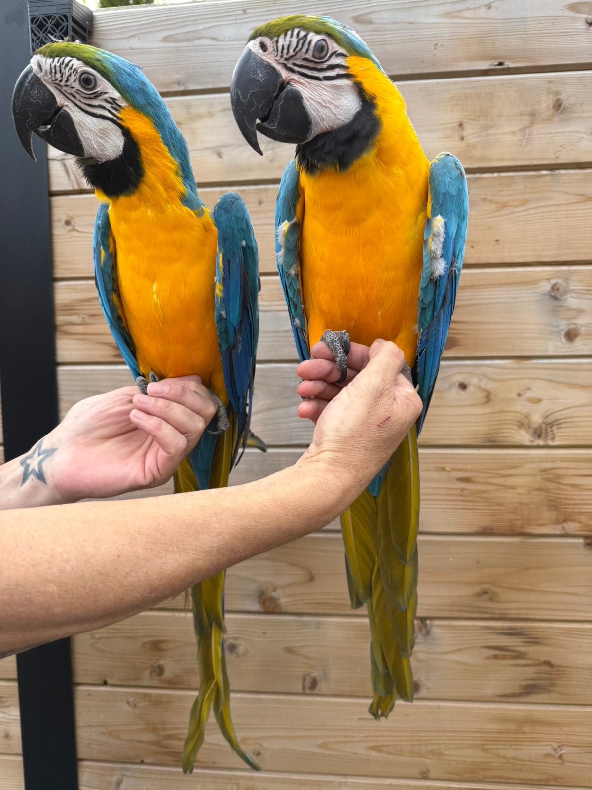 blauw-gele ara (Ara ararauna) koppel, Dieren en Toebehoren, Meerdere dieren, Papegaai, Pratend