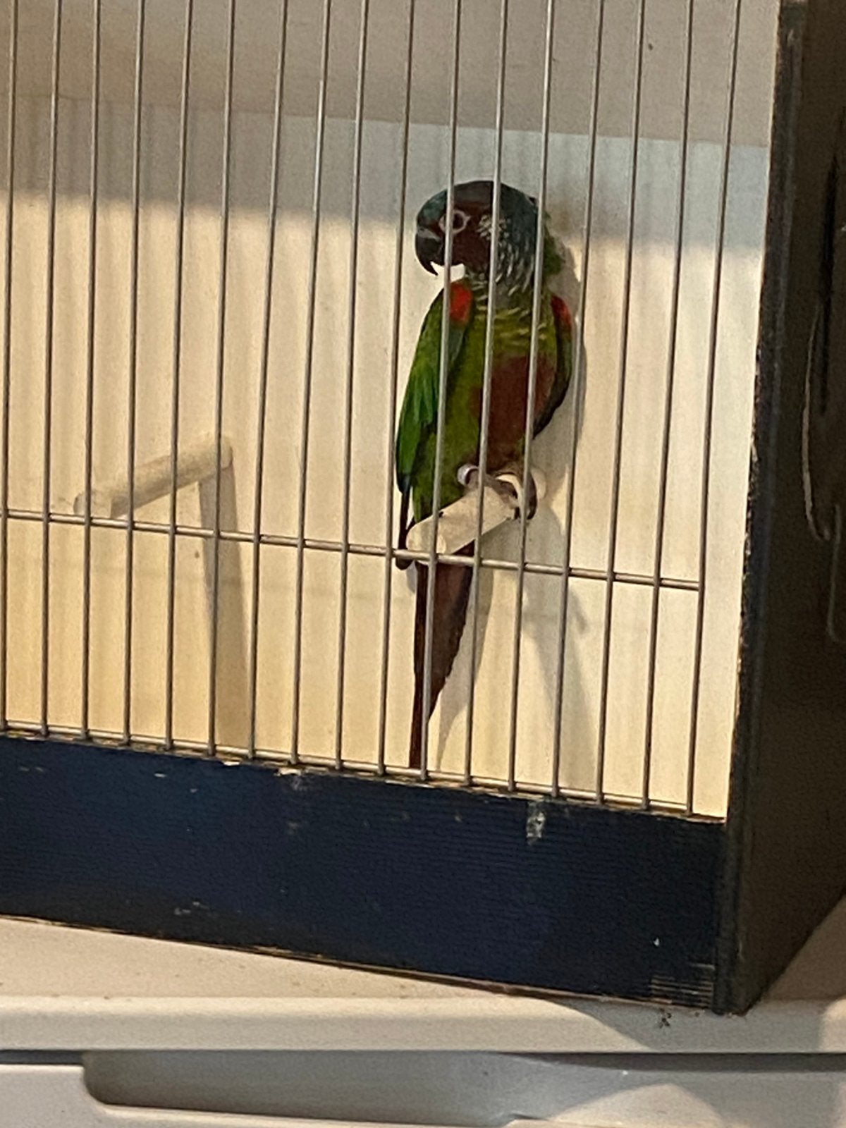 Pyrrhura Emma. Man 2020, Animaux & Accessoires, Oiseaux | Perruches & Perroquets, Bagué