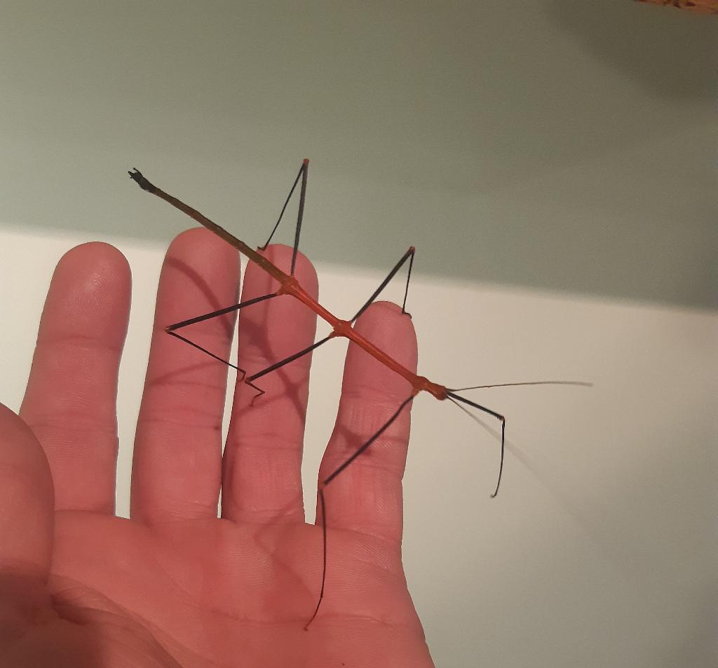 Eitjes wandelende tak (Lonchodiodes ilocos), Dieren en Toebehoren, Insecten en Spinnen, Wandelende tak