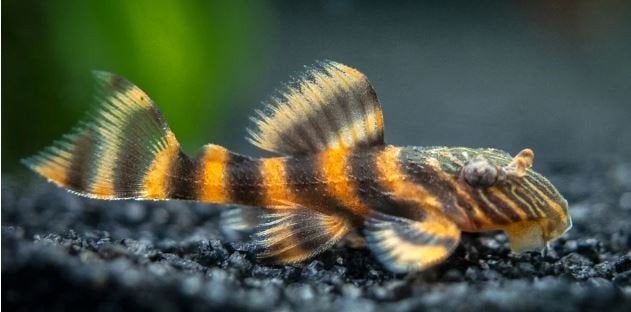 prachtige jonge L397 - Alenquer tiger pleco, Vis, Zoetwatervis