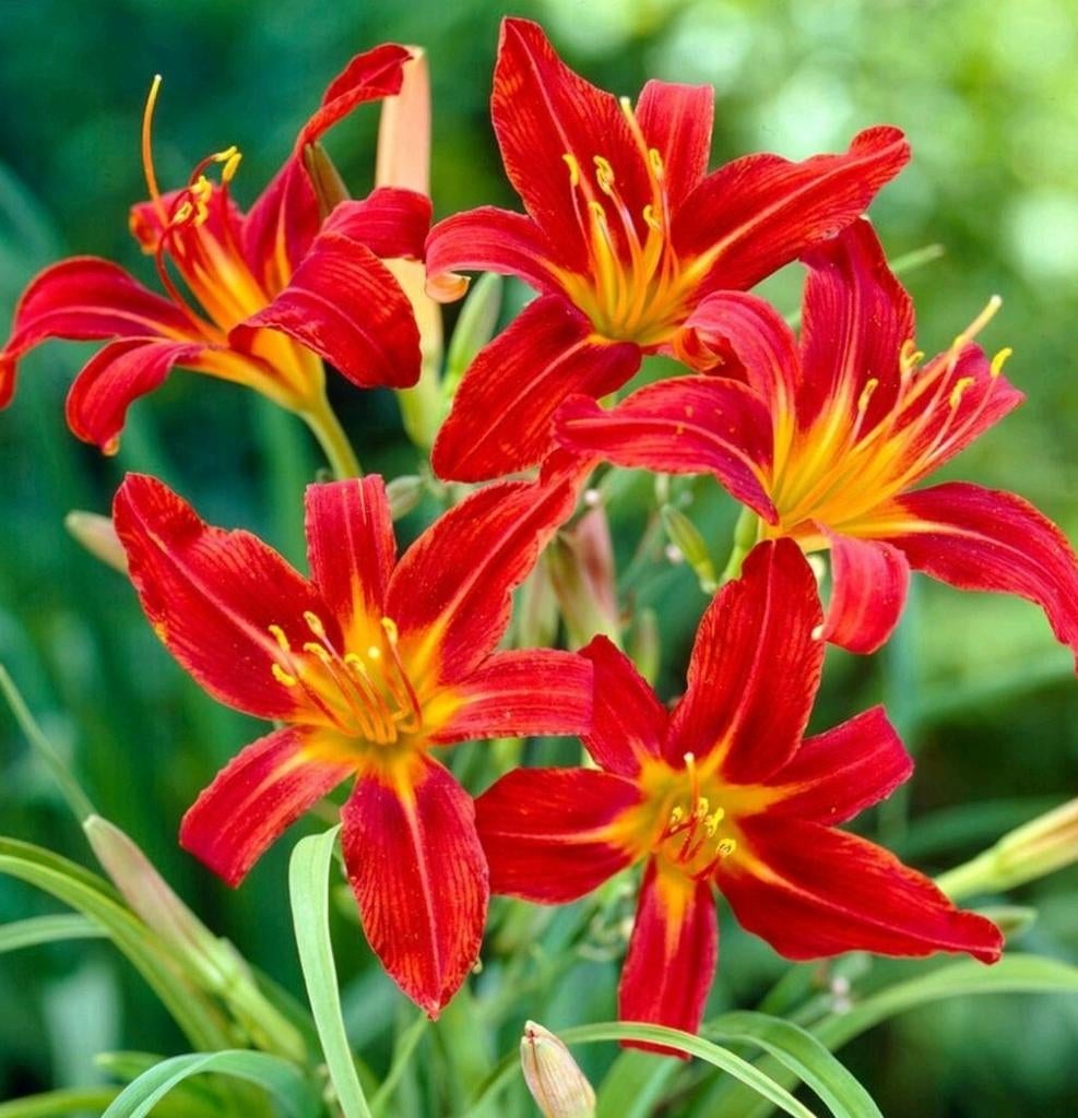 Hemerocallis Sammy Russell, Enlèvement, Plein soleil