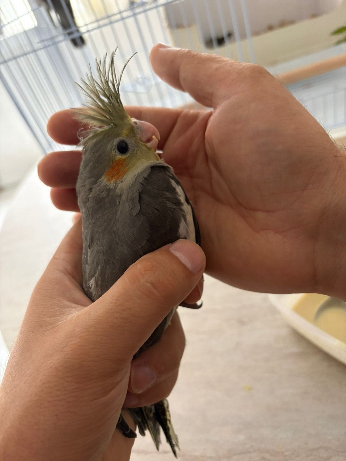 baby valkparkieten, Dieren en Toebehoren, Tam