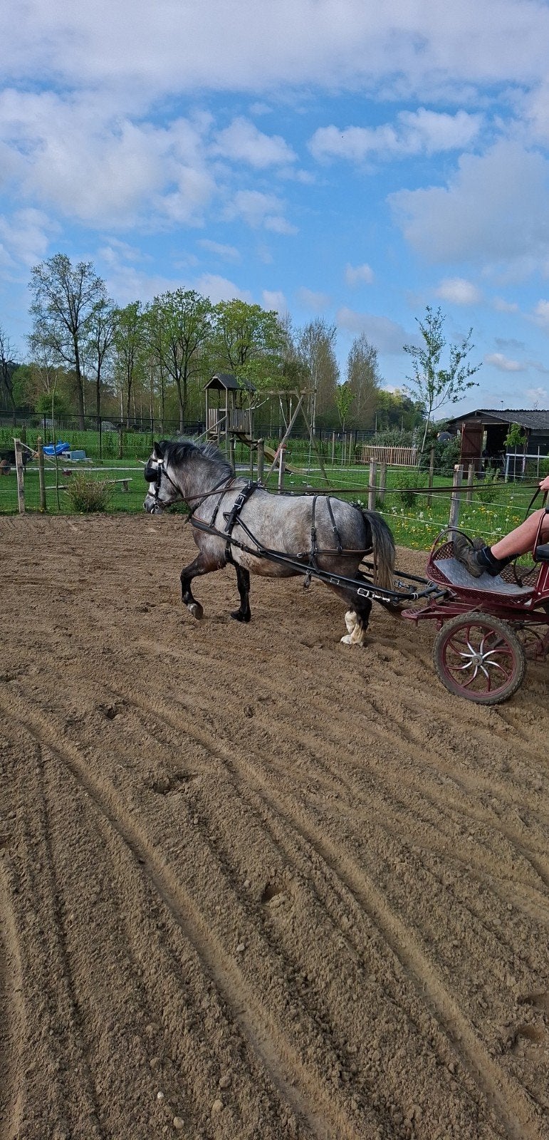 Lieve a pony te koop, Dieren en Toebehoren, Pony's, Ruin, B