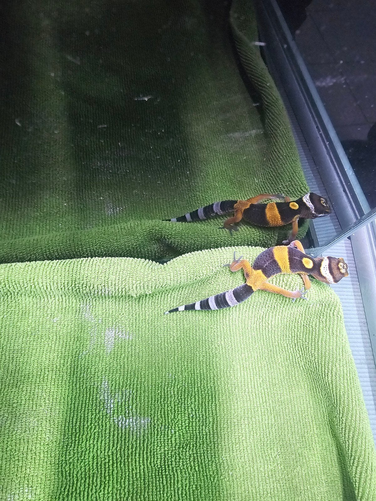 zeer mooie baby luipaardgekko h1, Hagedis, Tam, 0 tot 2 jaar