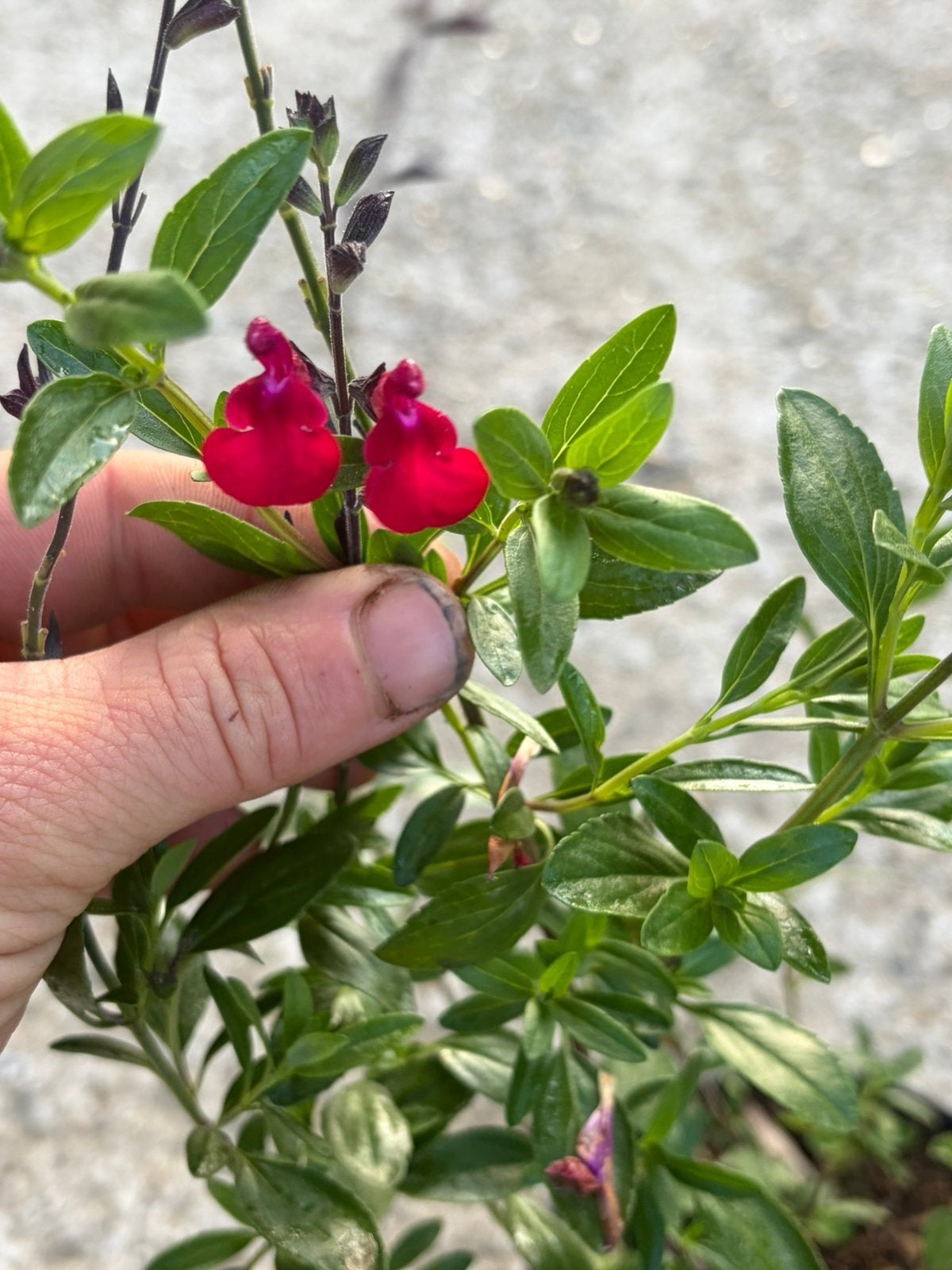 Salvia Bordeaux, Tuin en Terras, Planten | Tuinplanten, Volle zon, Vaste plant, Zomer, Ophalen