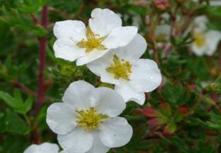 Potentilla fruticosa "tilford cream" (struikganzerik), Jardin & Terrasse, Plantes | Arbustes & Haies, Enlèvement, Autres espèces
