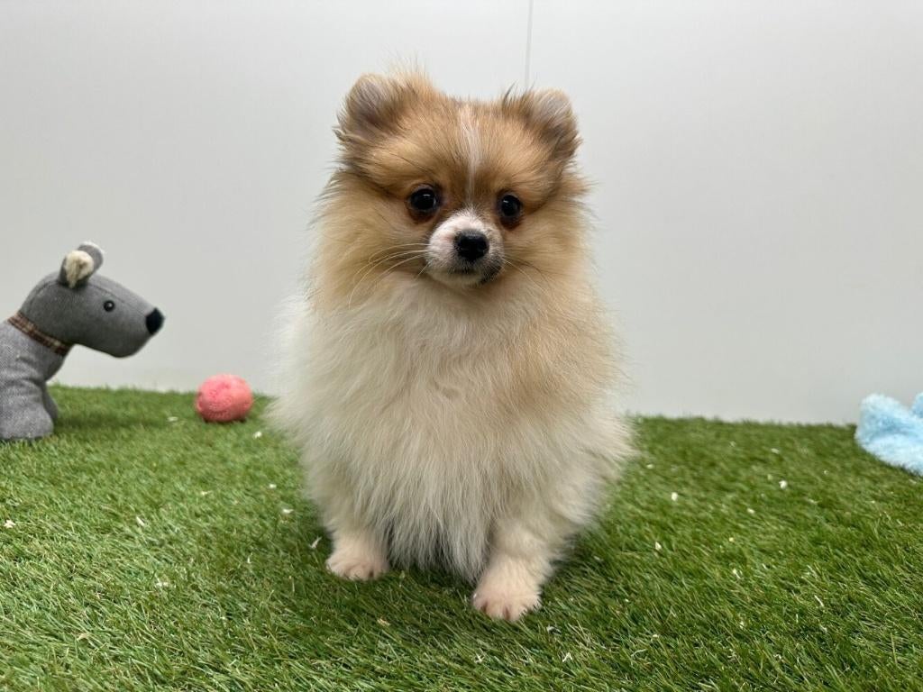 Dwergkeeshond pups