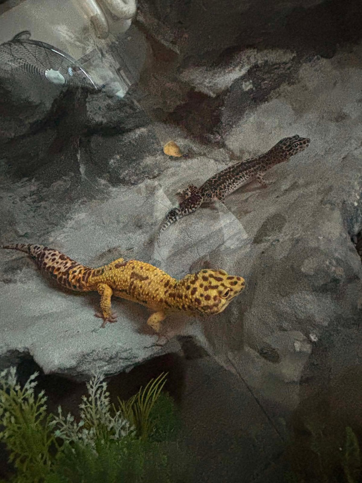 2 terrariums met gekkos en toebehoren