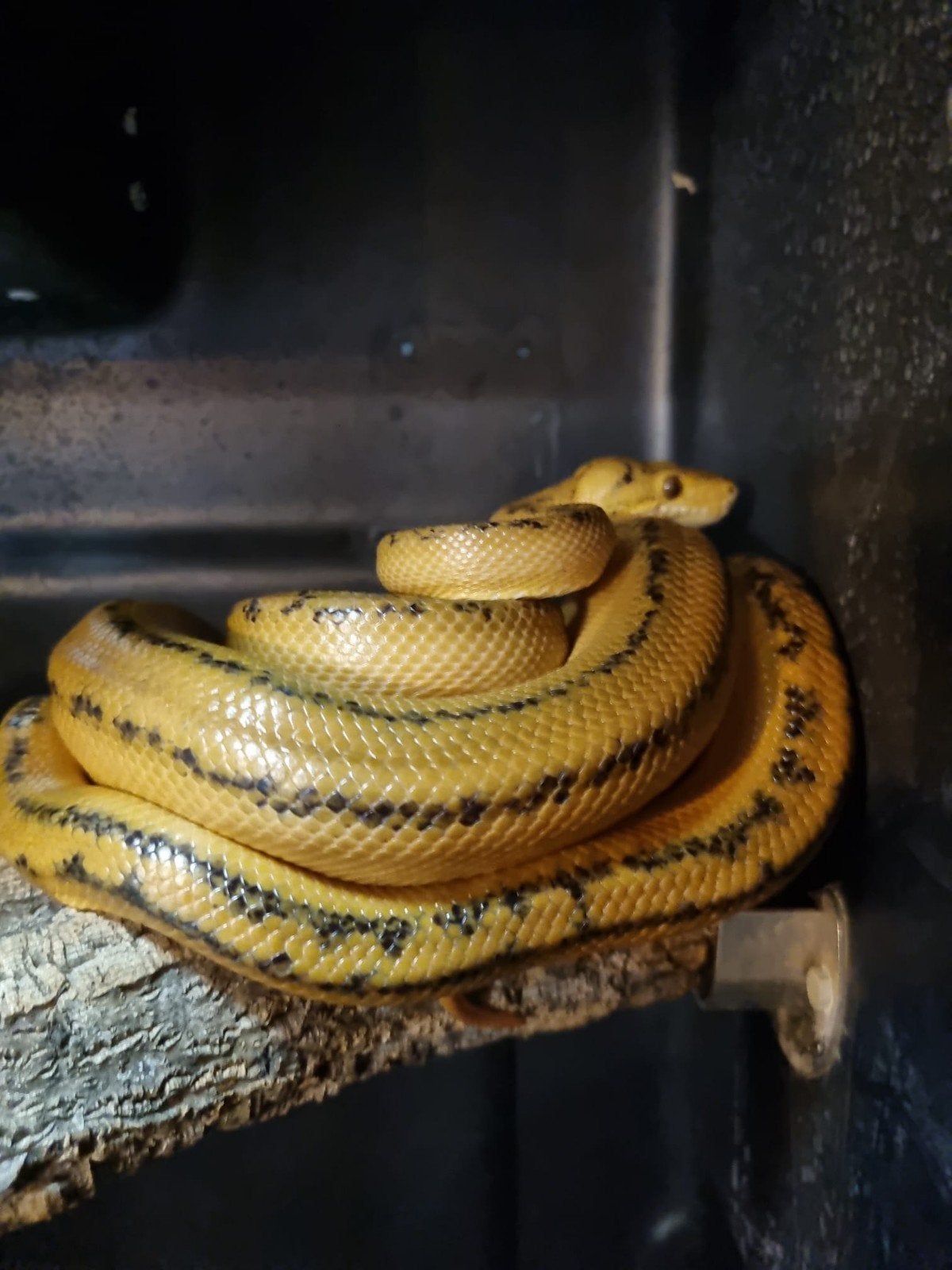 Corallus Hortulanus male reproducteur., Dieren en Toebehoren, Reptielen en Amfibieën, Slang