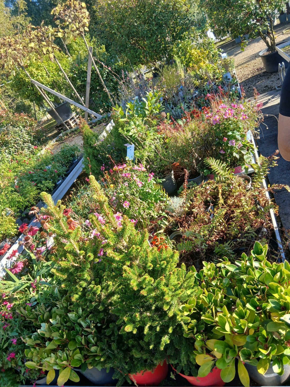 groot lot planten en bloemen, Ophalen of Verzenden