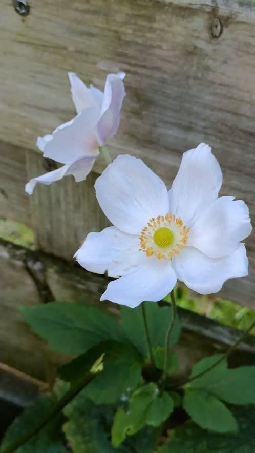 Grote potten witte herfstanemoon,gaan nu nog bloeien, Tuin en Terras, Vaste plant, Halfschaduw, Herfst, Ophalen