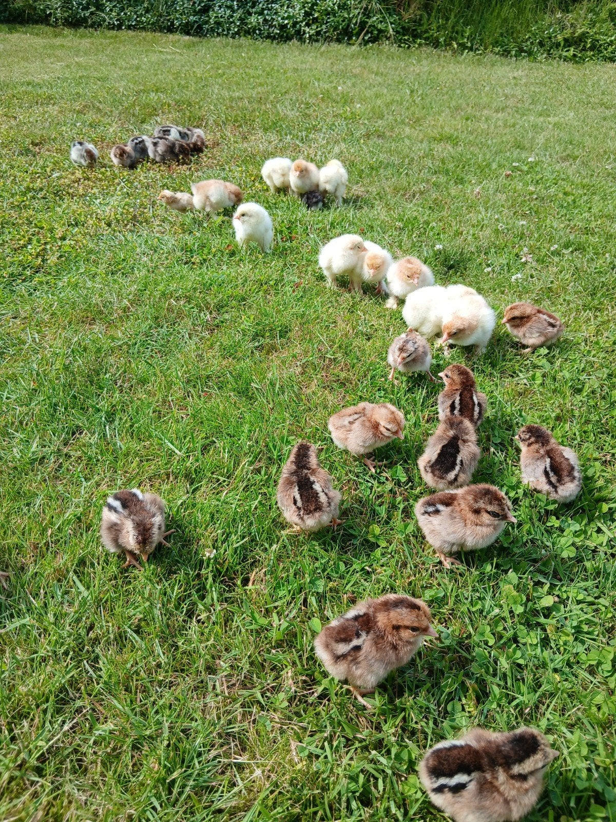Kuikens geboren op 15/06, Sexe inconnu, Poule ou poulet