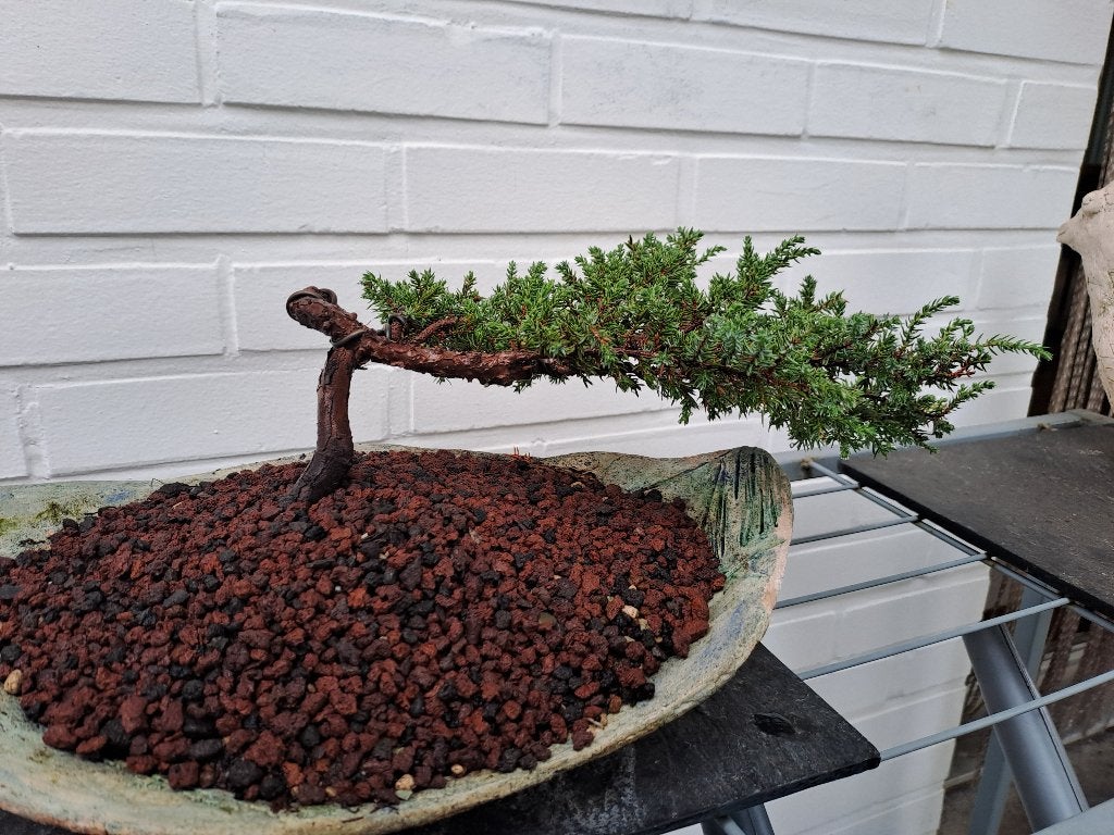 Bonsai van jeneverbes, Tuin en Terras, Planten | Bomen, Bloeit niet, Overige soorten, Minder dan 100 cm, Ophalen