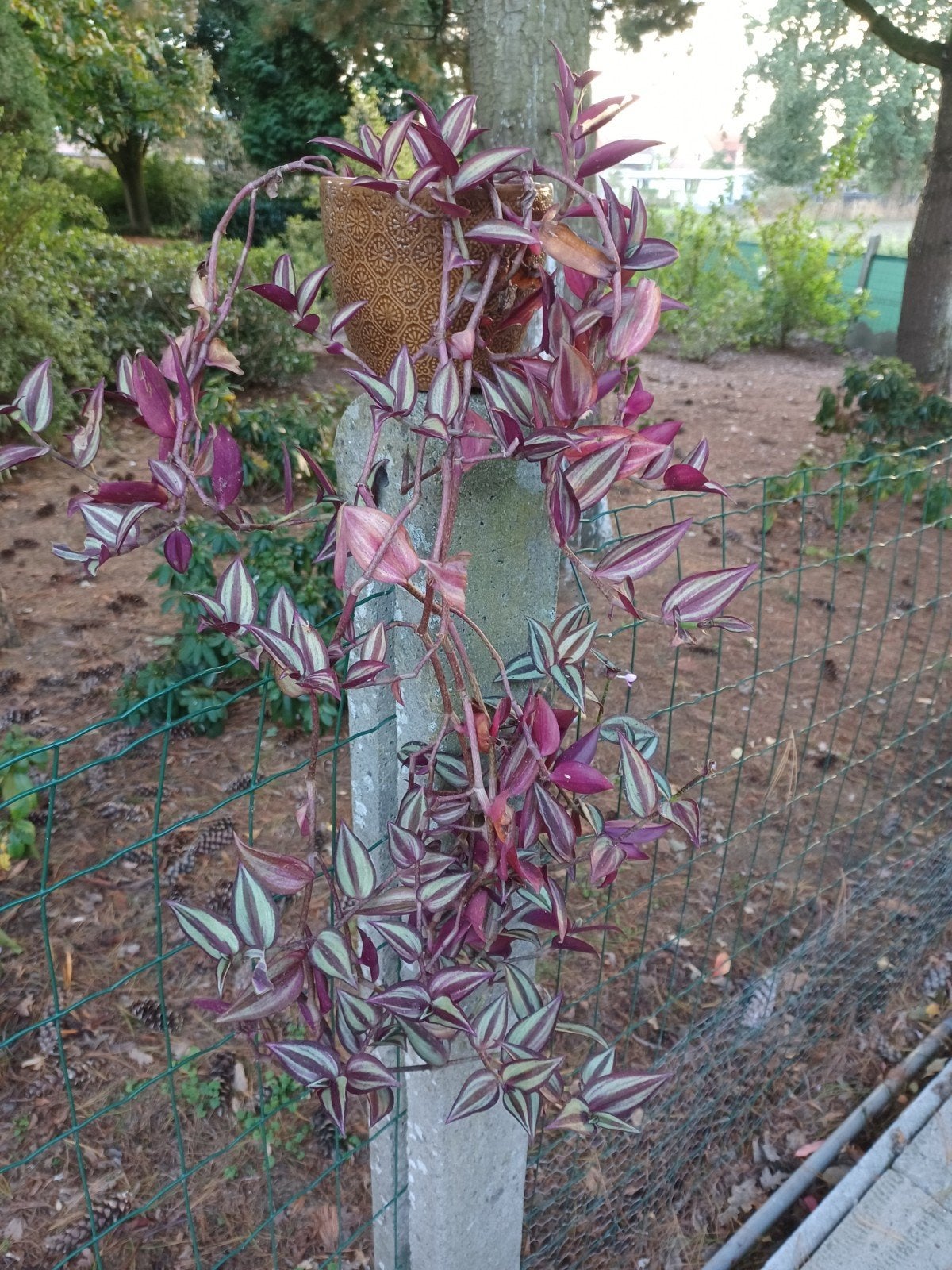 tradescantia zebrina hangplant met sierpot, Enlèvement