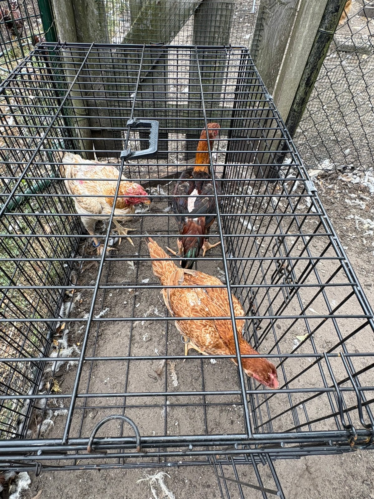 Maleier tarwe, Dieren en Toebehoren, Pluimvee, Meerdere dieren, Kip