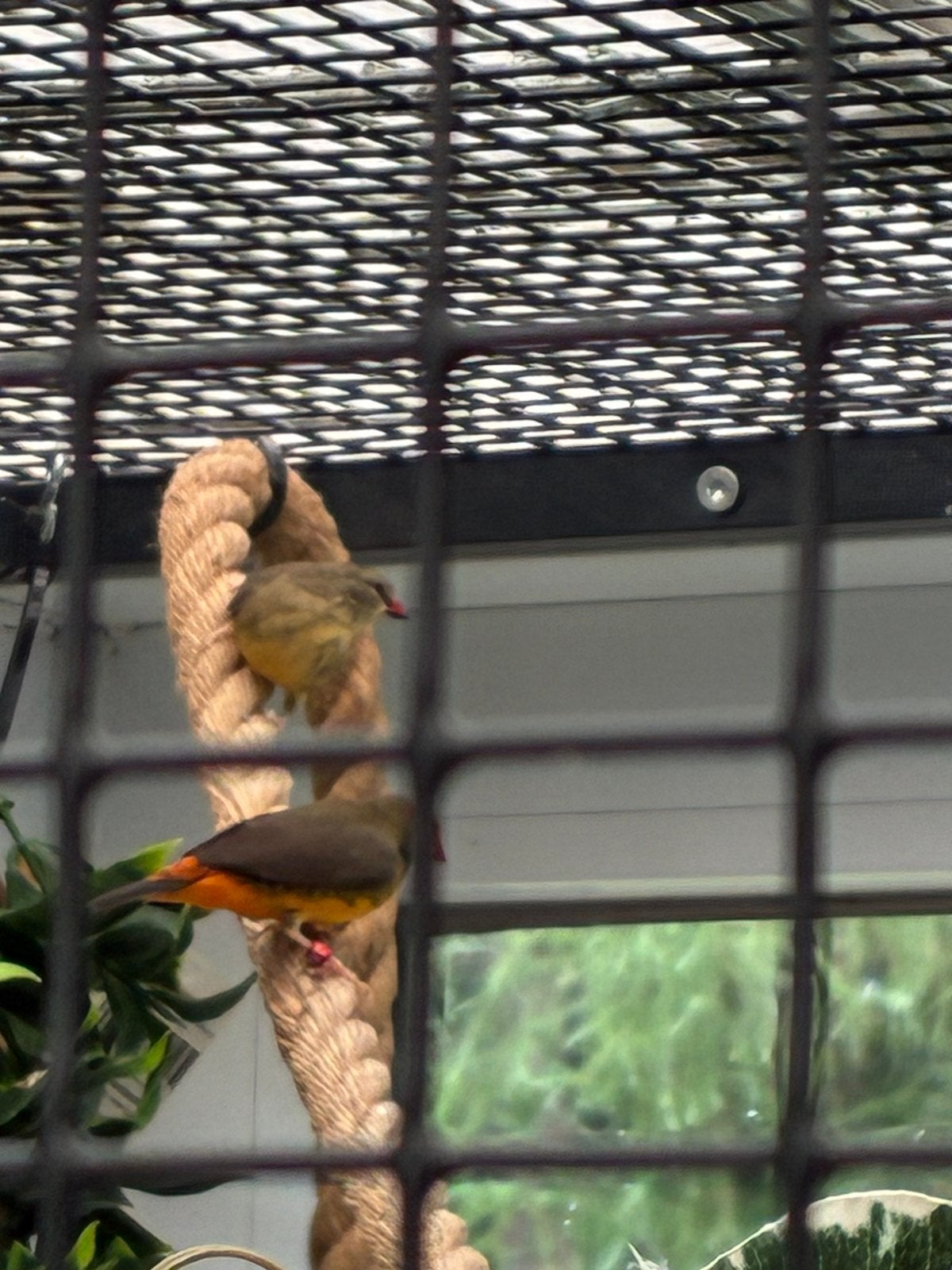 Exsoten, Meerdere dieren, Tropenvogel, Geringd
