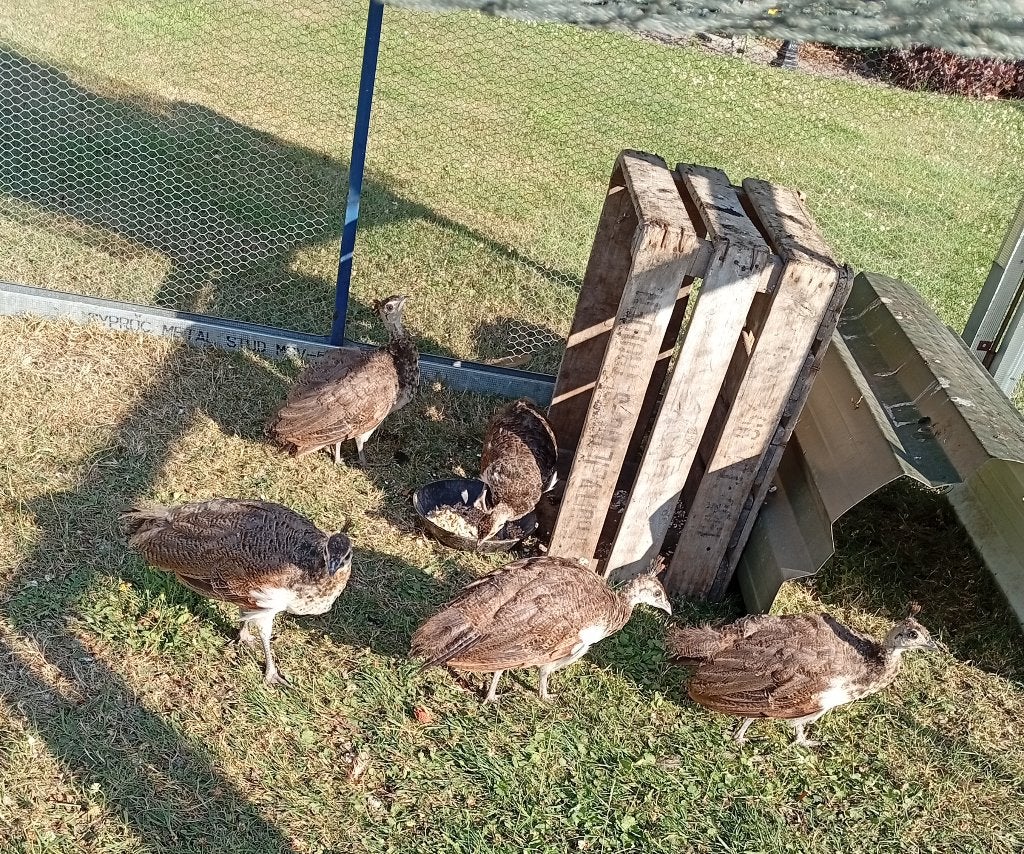 Blauwe pauw, Dieren en Toebehoren, Pluimvee, Overige soorten
