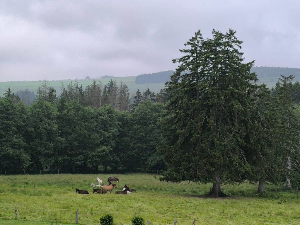 Pension pour chevaux, Animaux & Accessoires, Pâturage, 4 chevaux ou poneys ou plus