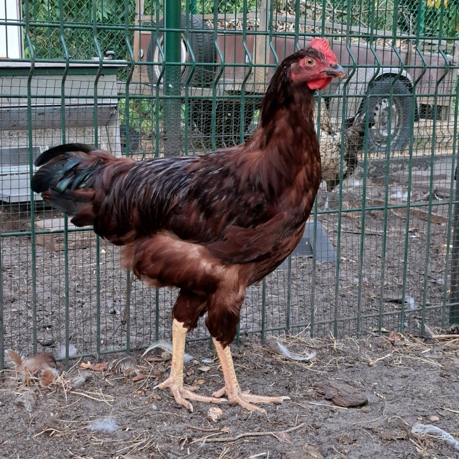 Jonge hanen, Dieren en Toebehoren, Pluimvee