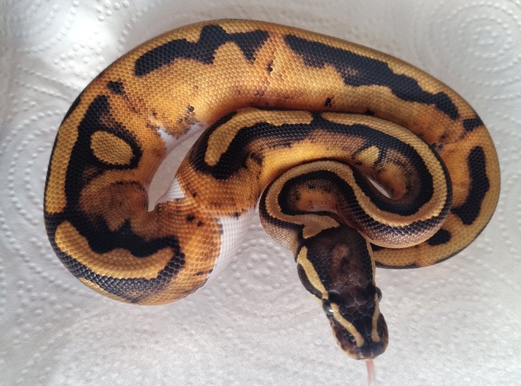 1.0 (blackhead?) piebald het lavender albino koningspython Ball Python photo 2
