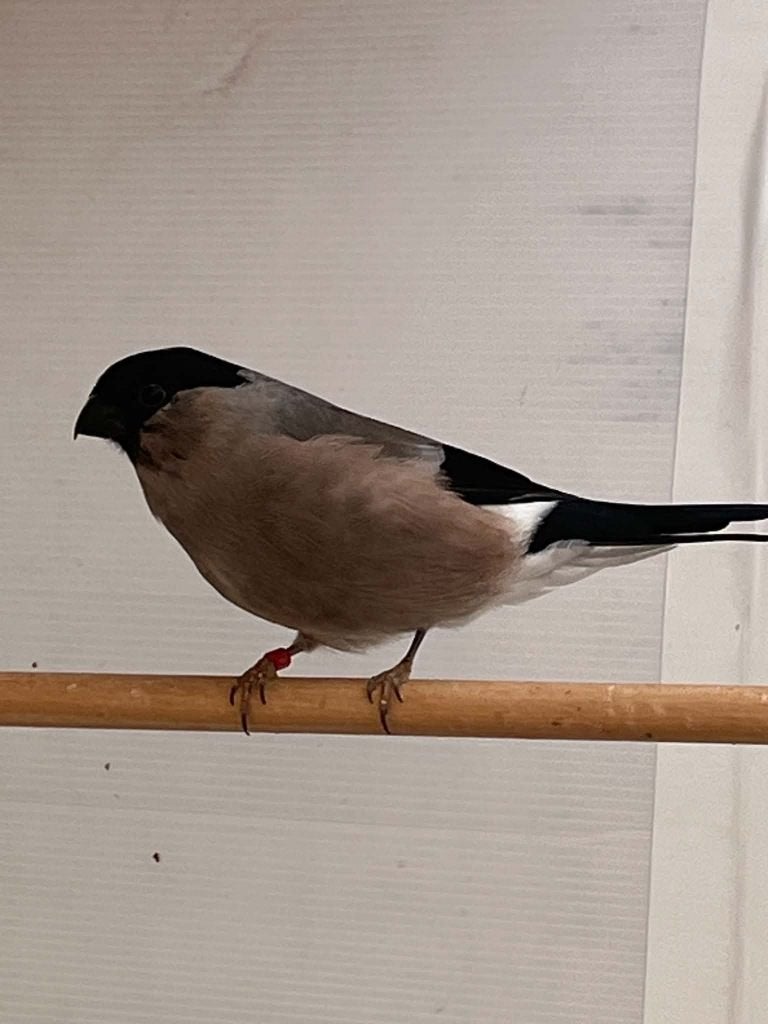 goudvink, Dieren en Toebehoren, Ophalen, Gebruikt, Overige typen