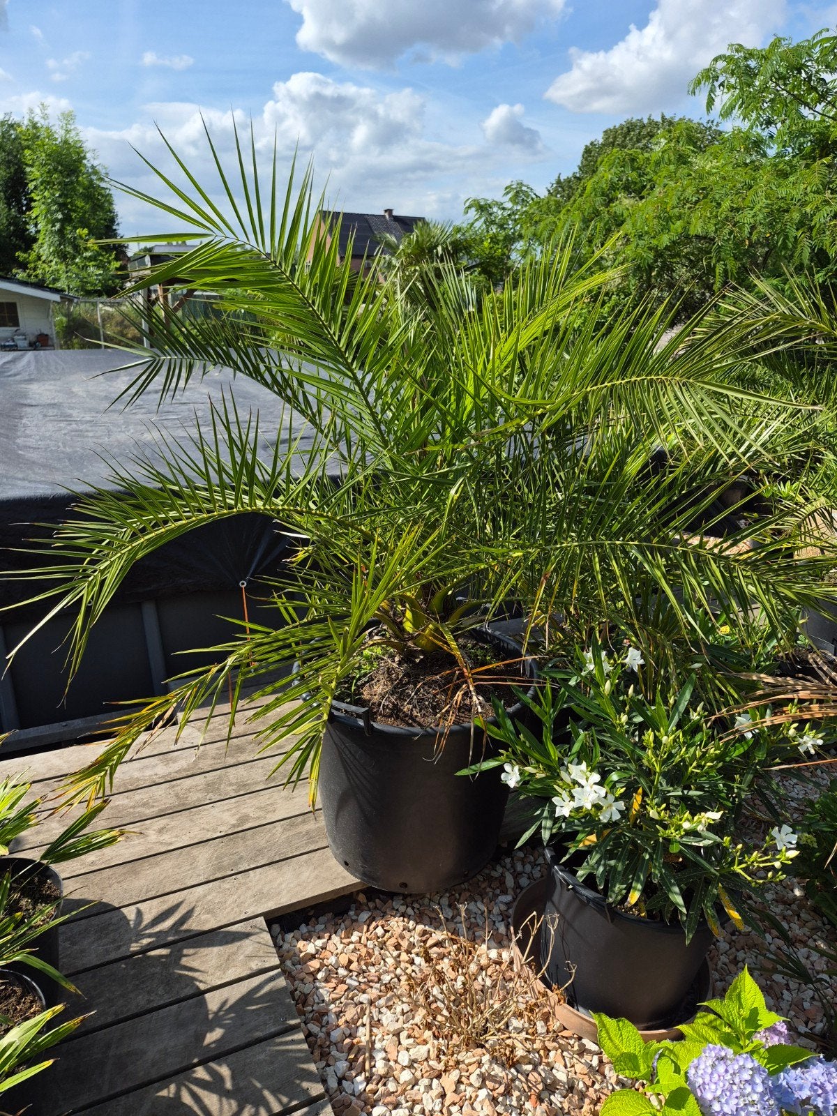Phoenix canariensis, Jardin & Terrasse, Bulbes & Semences, Enlèvement