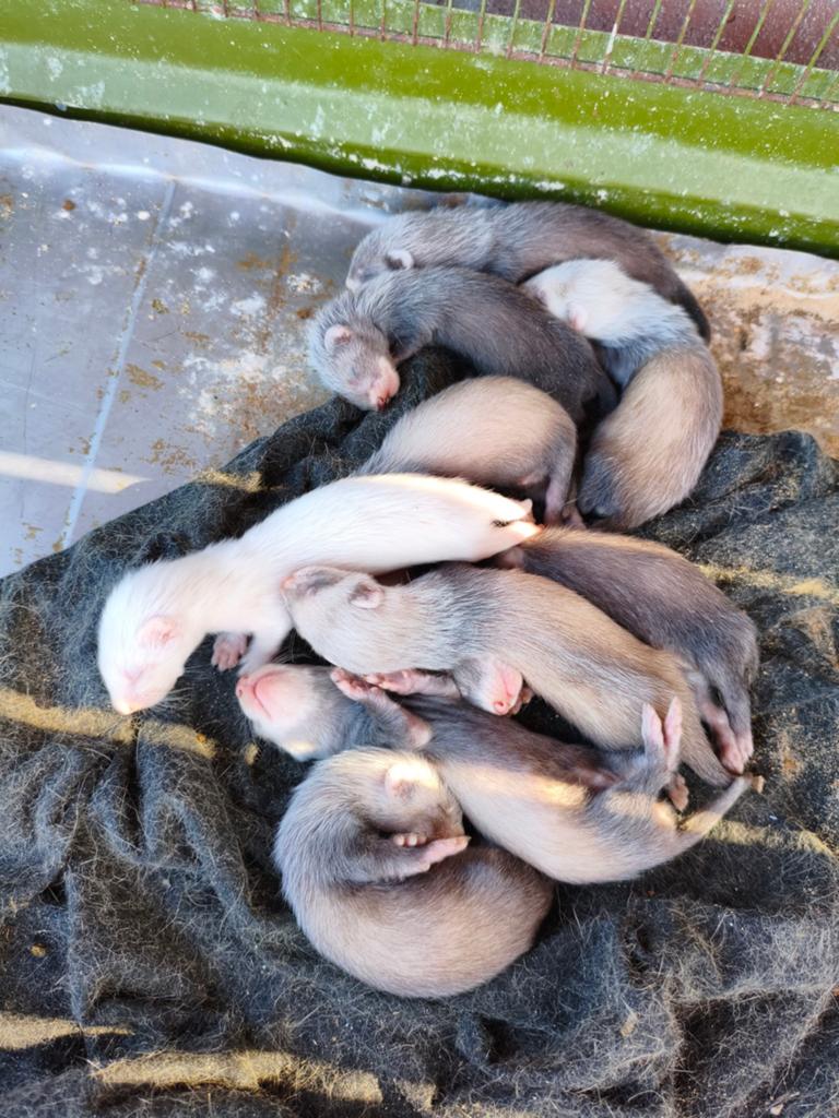 Frettenpups, Mei, Meerdere dieren
