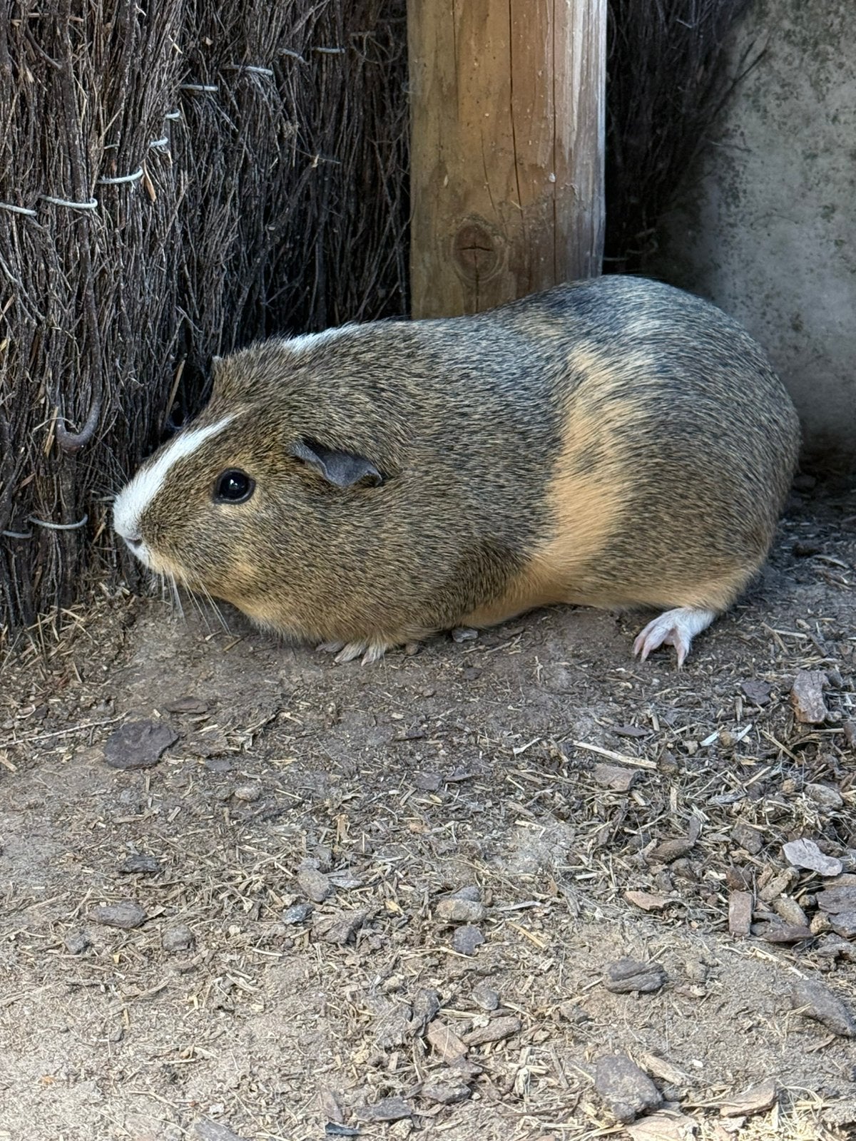 Zeugje te koop!, Dieren en Toebehoren, April, Vrouwelijk, Cavia