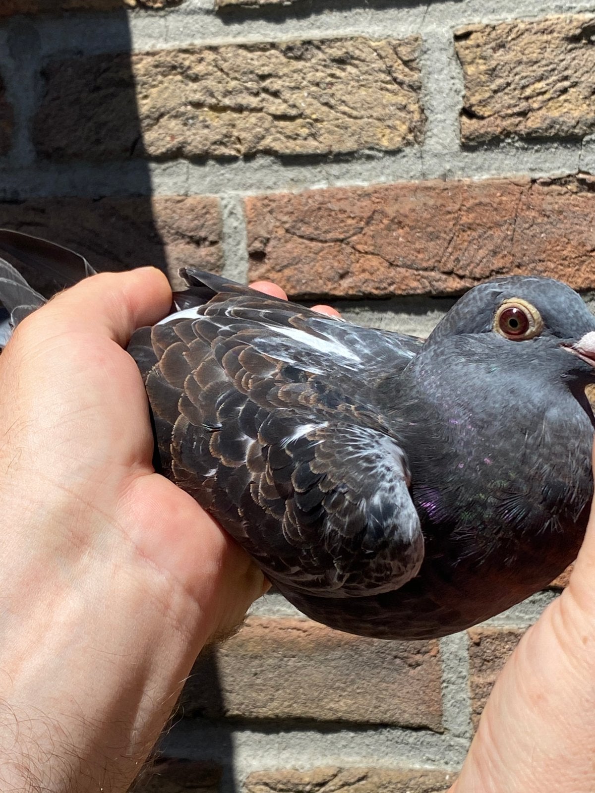 Duivin 2026 Van Wanroy/ Aarden, Dieren en Toebehoren, Vogels | Duiven, Vrouwelijk, Postduif