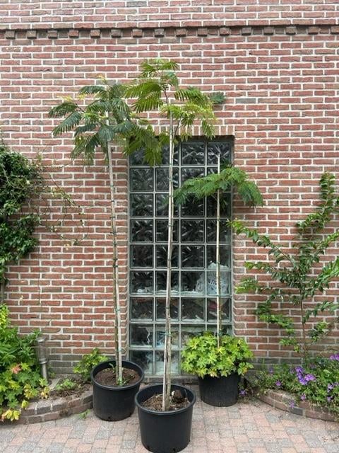 Albizia julibrissin 'Rosea', Jardin & Terrasse, Plantes | Arbres, En pot, Arbre de toit, 100 à 250 cm, Plein soleil