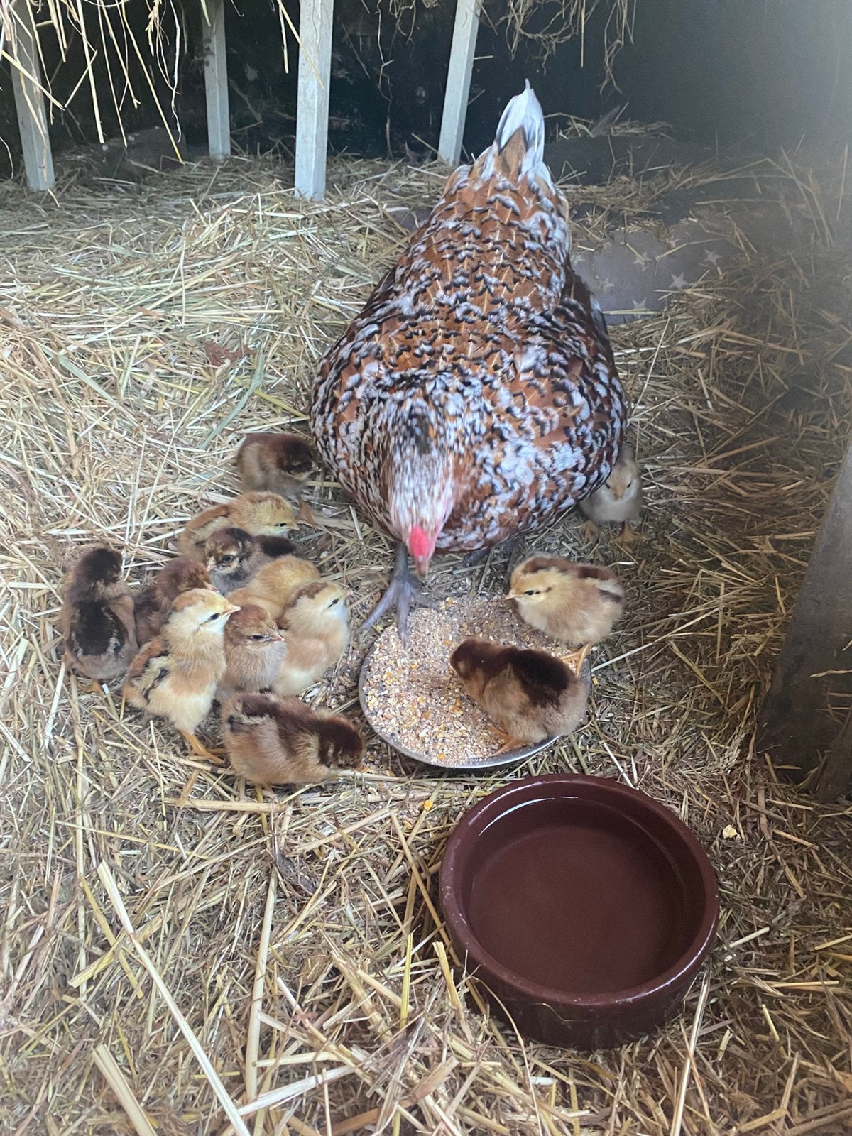 Koppel kippen met 13 kuikens te koop, Plusieurs animaux, Poule ou poulet