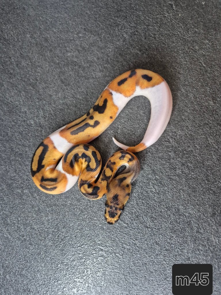 Python regius, Animaux & Accessoires, Serpent, 0 à 2 ans