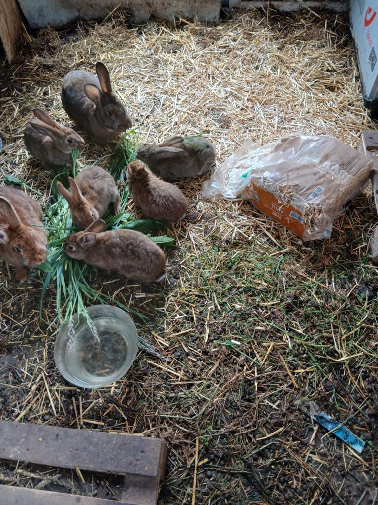 Reuze konijnen, Dieren en Toebehoren, Pluimvee