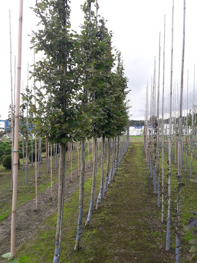 Haagbeuk / Carpinus betulus hoogstam, Tuin en Terras, Ophalen, Lente