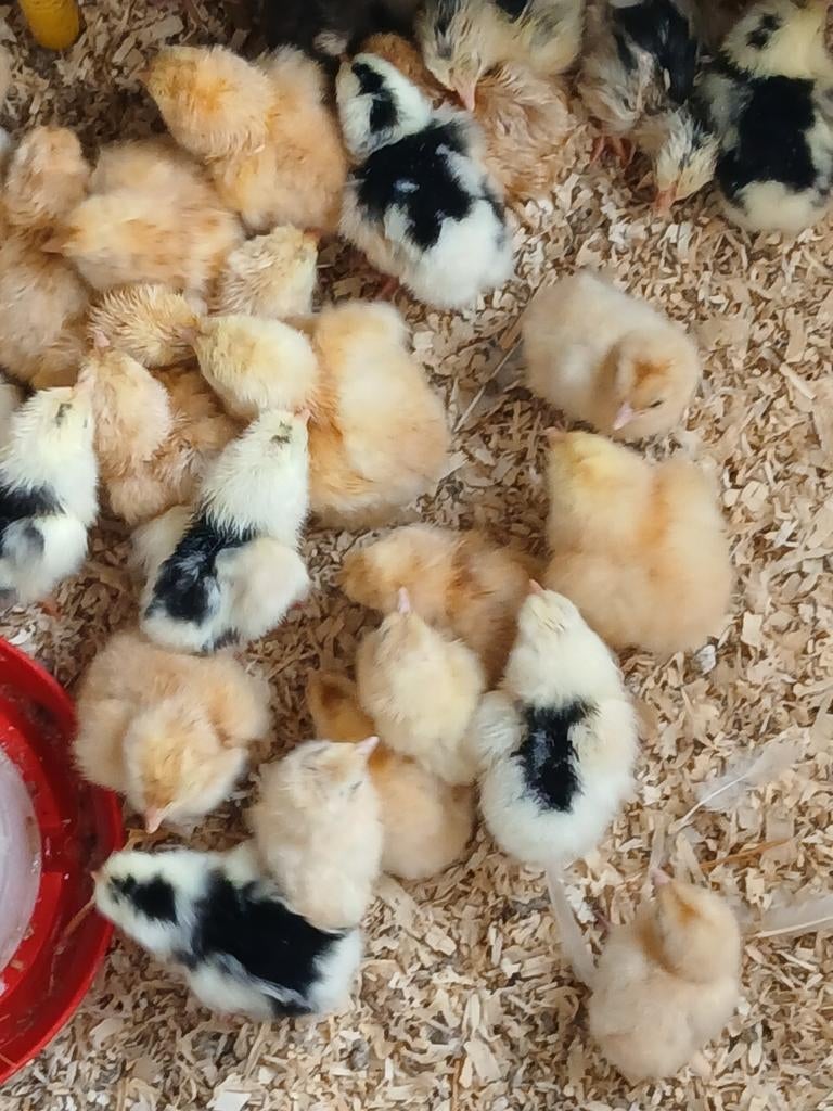 Ras en kleurzuivere keukens, Dieren en Toebehoren