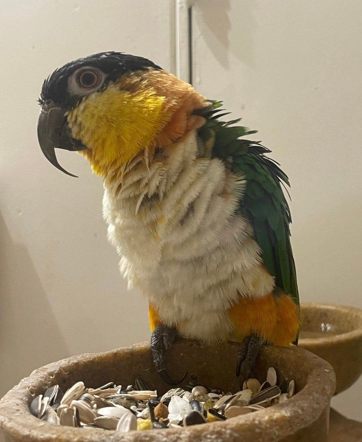 zwartkop caique tam, Dieren en Toebehoren, Vogels | Parkieten en Papegaaien, Mannelijk, Papegaai, Tam