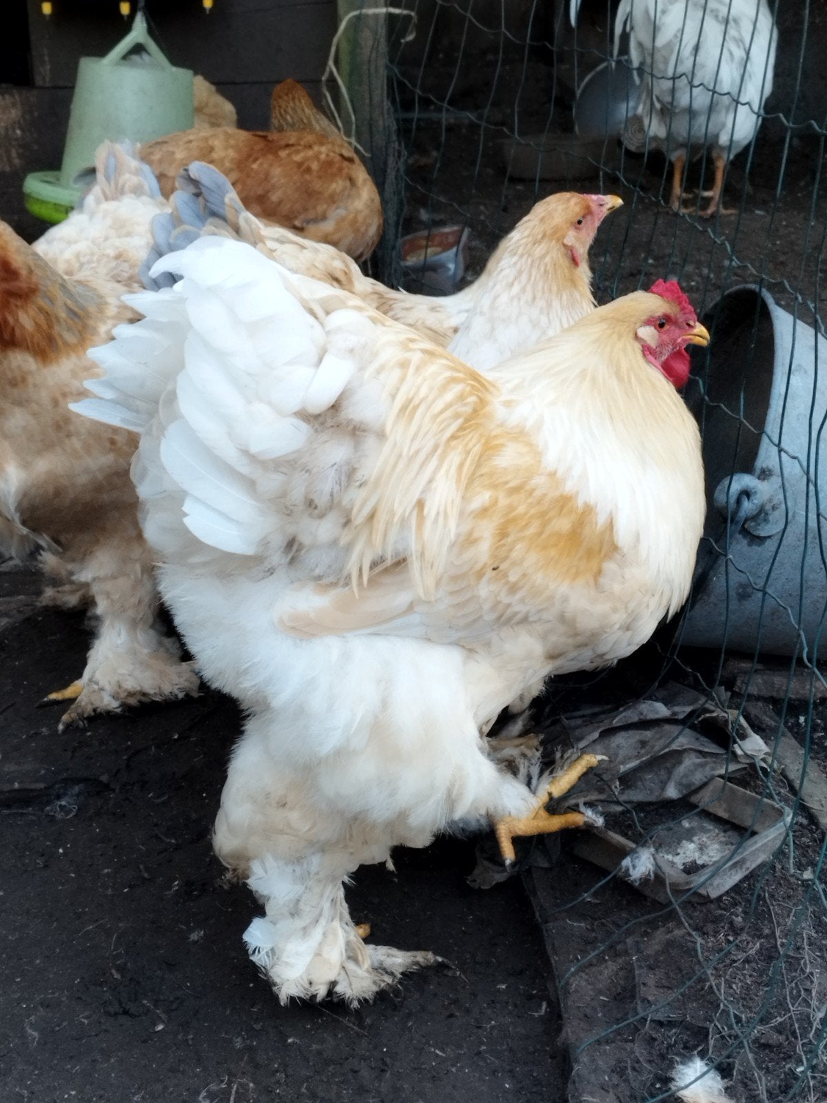 Brahma lemon pyle broedeieren