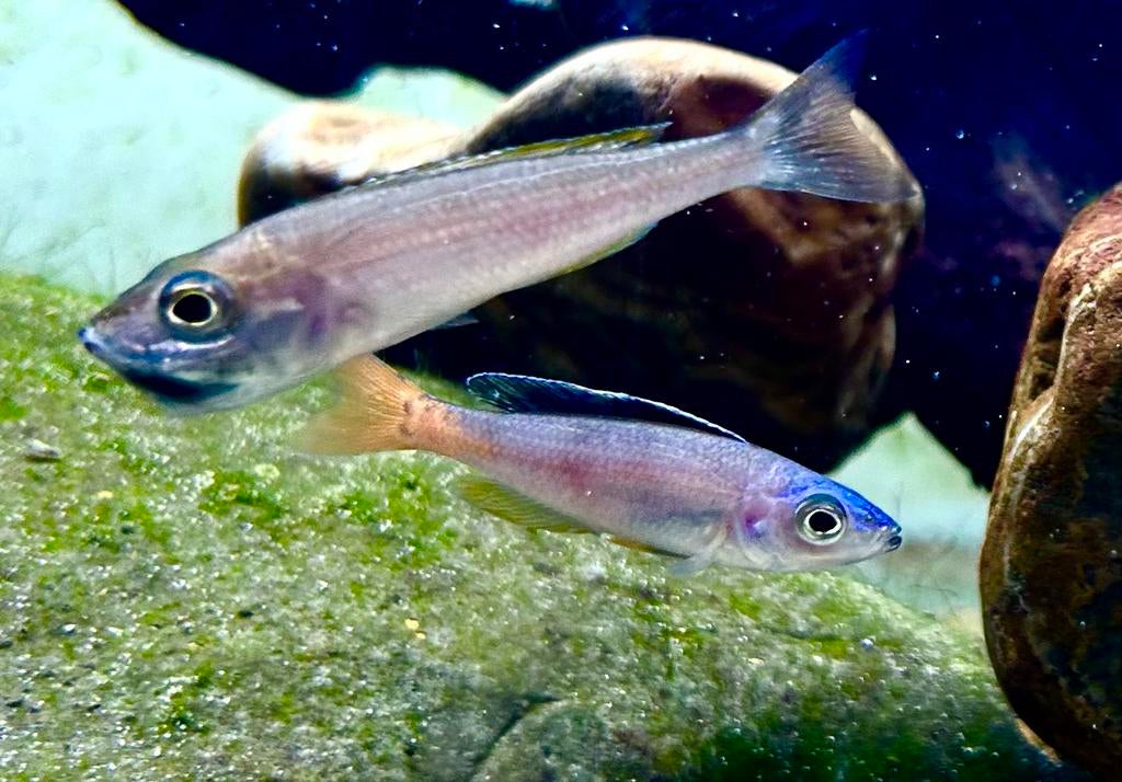 Cyprichromis leptosoma “blue flash”, Dieren en Toebehoren, Vissen | Aquariumvissen, Vis