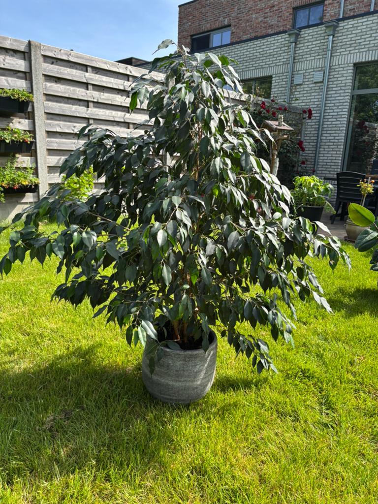 Ficus benjamina 120cm hoog, Huis en Inrichting, Kamerplanten, Ophalen, Ficus