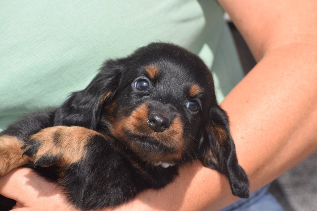 Teckel langhaar pups, Dieren en Toebehoren, 15 weken tot 1 jaar, Buitenland, Dwerg, Langhaar