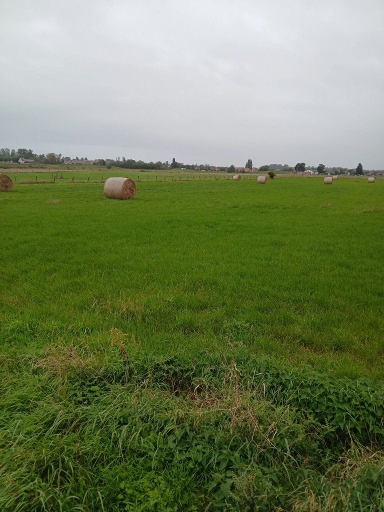 Weide, Dieren en Toebehoren